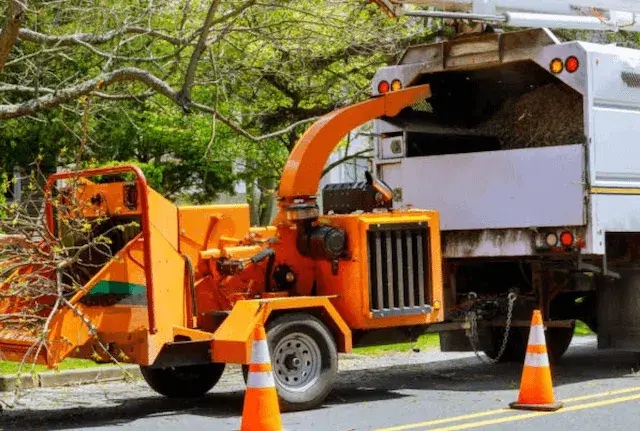 tree removal Mansfield Center ma