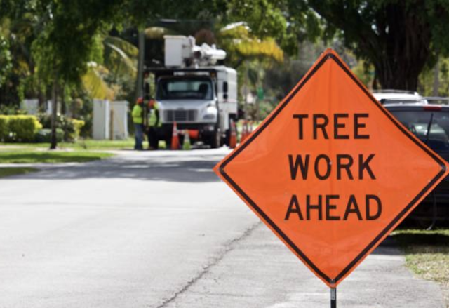 emergency tree removal bristol