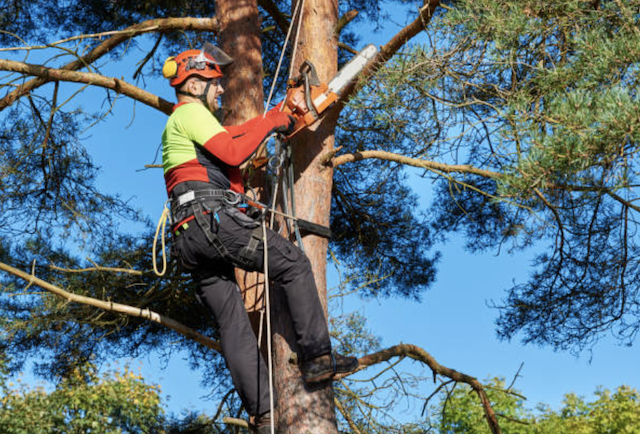 tree trimming Mansfield Center ma