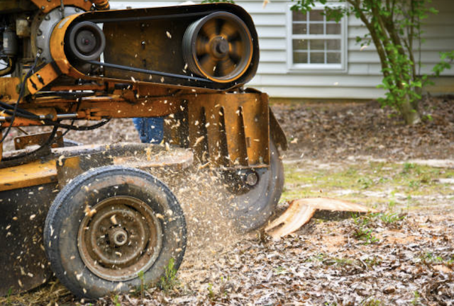 stump grinding bristol ma