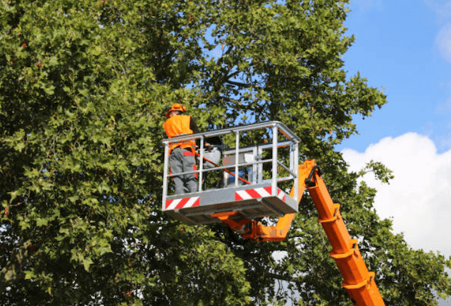 tree trimming bristol