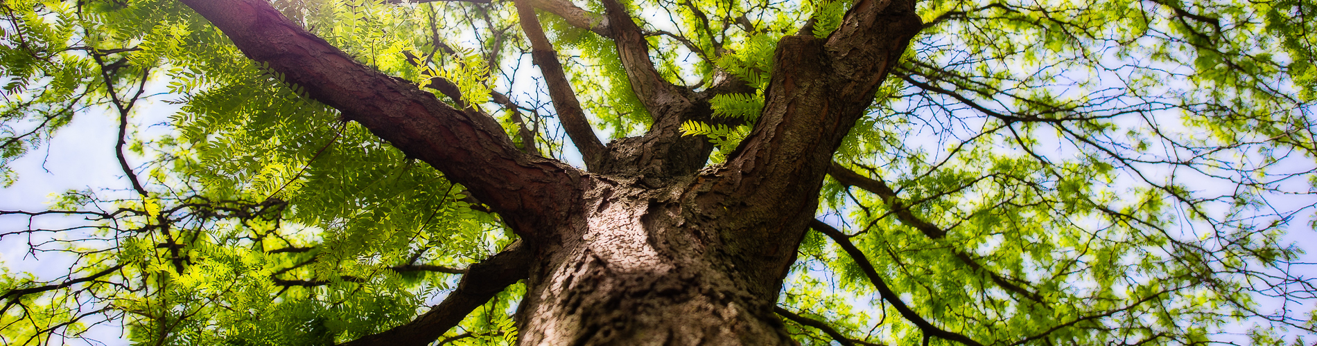 BCO Tree Care