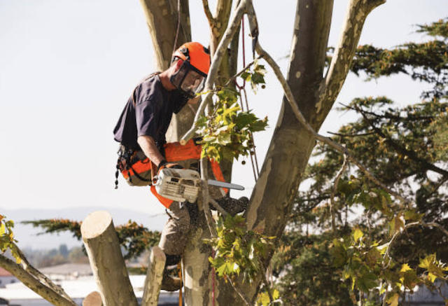 tree removal bristol