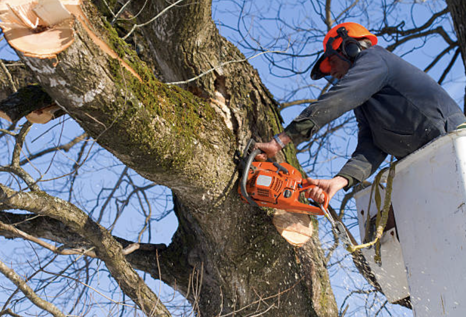 tree trimming bristol ma