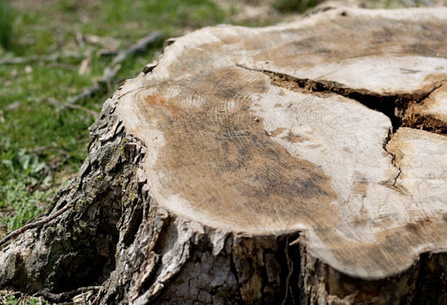 stump removal Mansfield Center ma